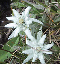 Edelweiss